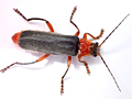 Cantharis pellucida